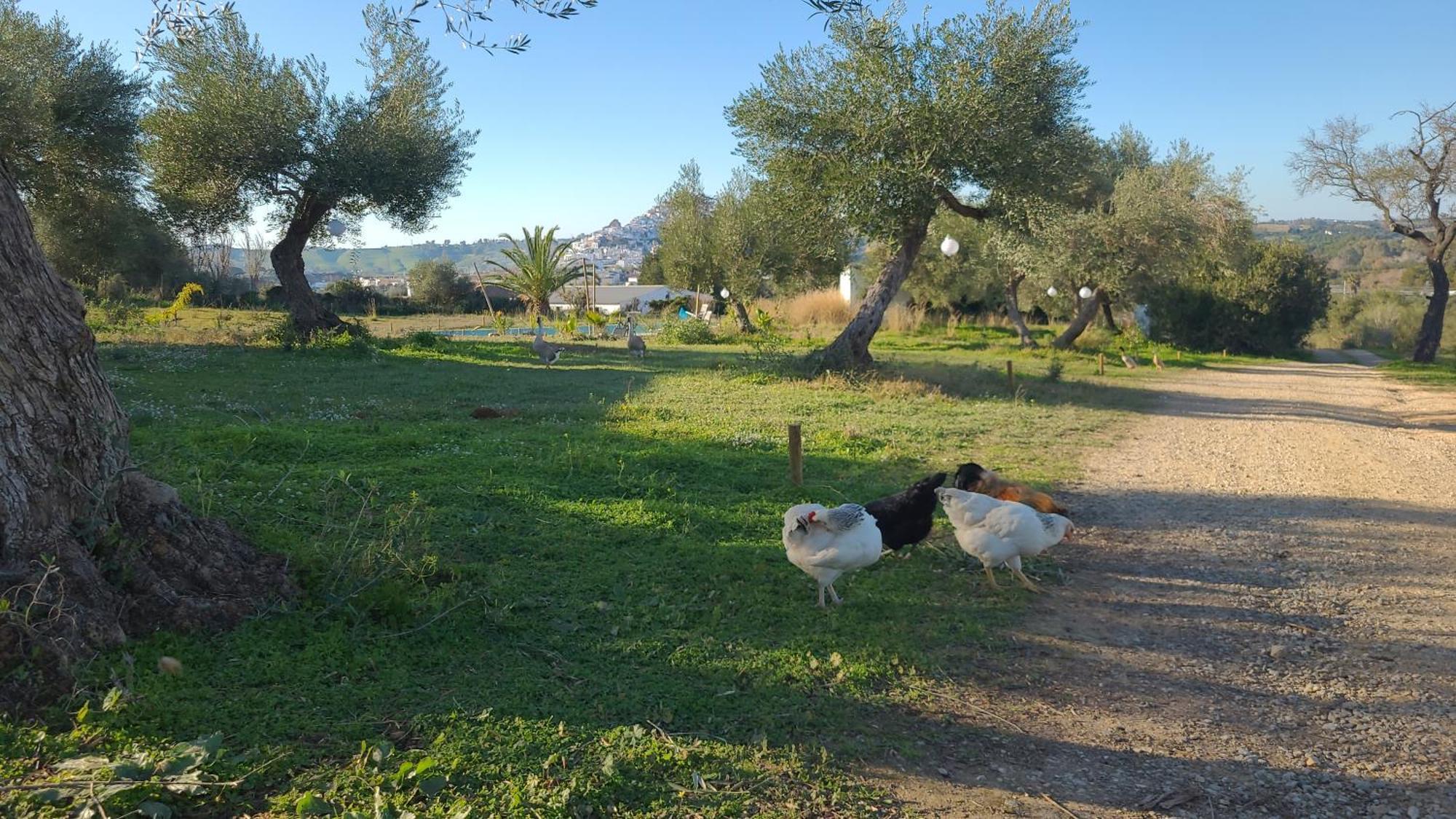 Bungalow -Escapadas En Arcos De La Frontera Eksteriør bilde